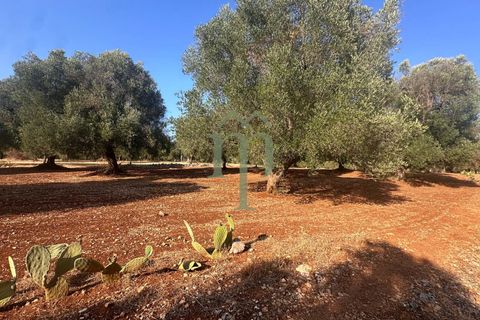 Terra a Carovigno, Brindisi, Carovigno - € 29.000 | Ref: Terreno Empire - foto 3